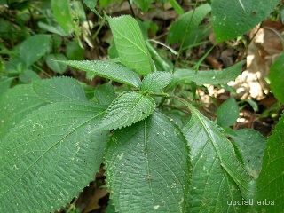 Strobilanthes callosus leaf9.JPG